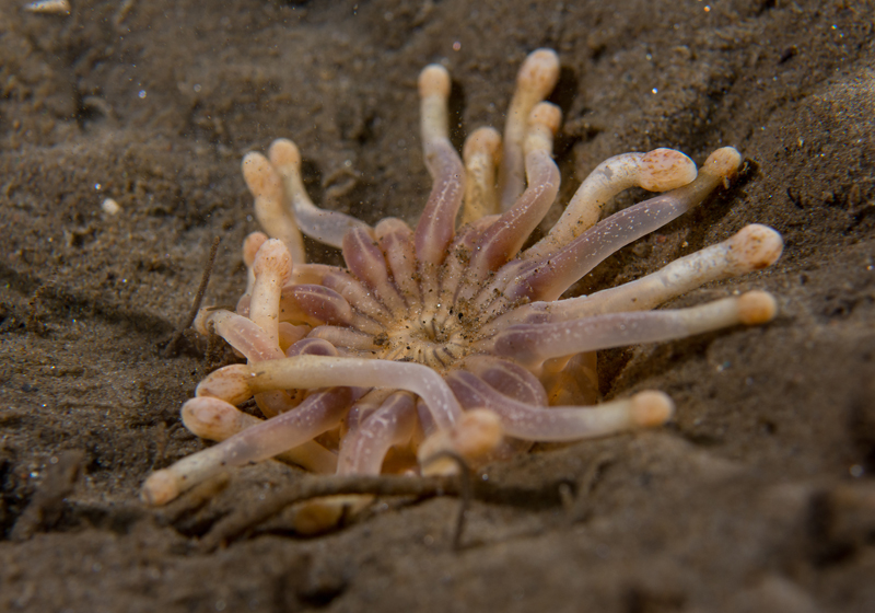 Anemonactis mazeli - Anemones (Anthozoa)