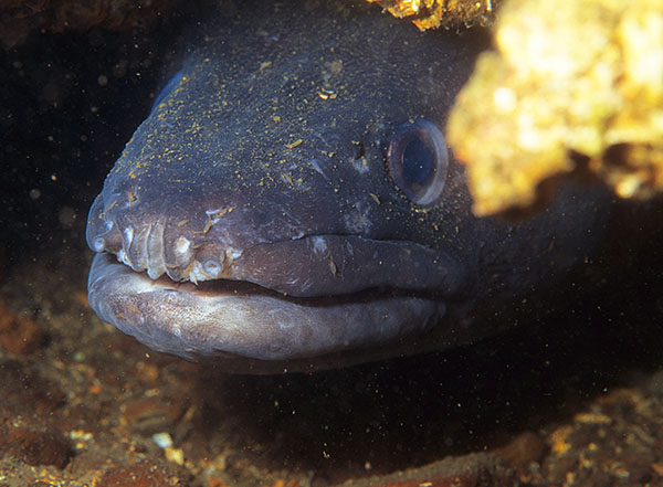Conger conger - Fishes – bony and cartilagous (Pisces)