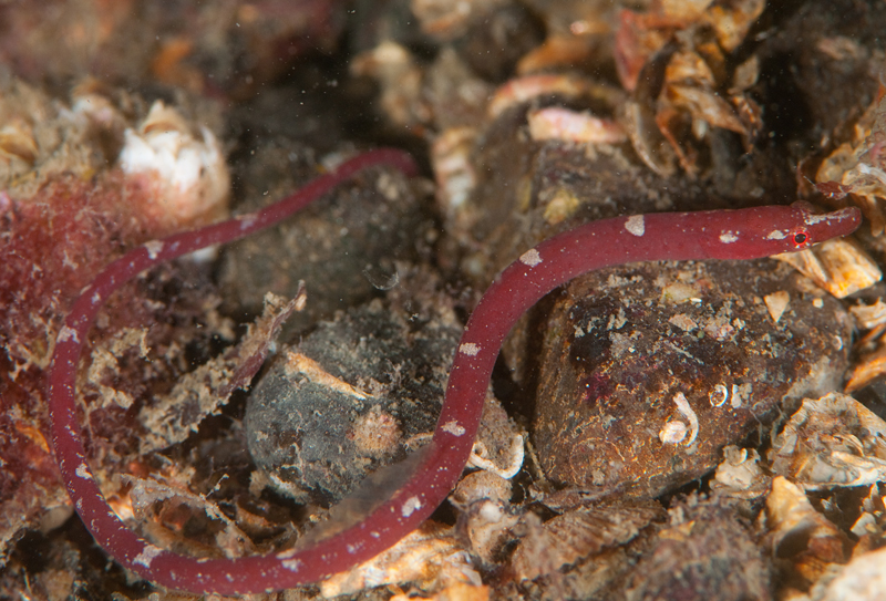 Nerophis lumbriciformis - Fishes – bony and cartilagous (Pisces)