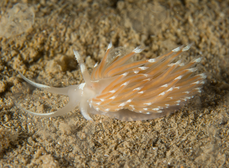 Facelina bostoniensis - Sea Slugs & Sea Hares (Nudibranchs etc)