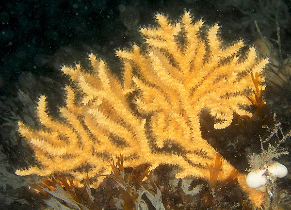 Eunicella verrucosa - Corals (Anthozoa)