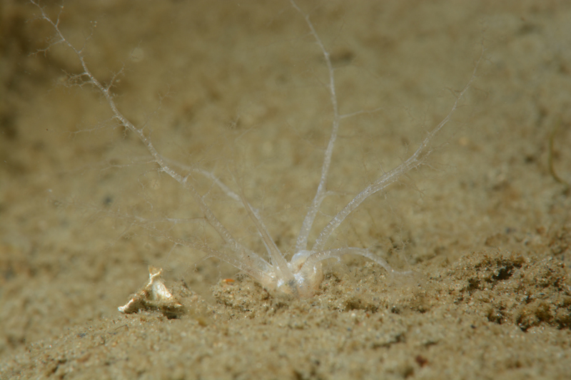 Leptopentacta elongata - Sea Cucumbers (Echinodermata)
