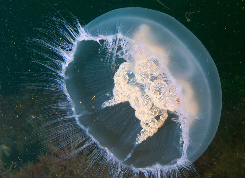 Aurelia aurita - Jellyfish and 'jelly-like' animals