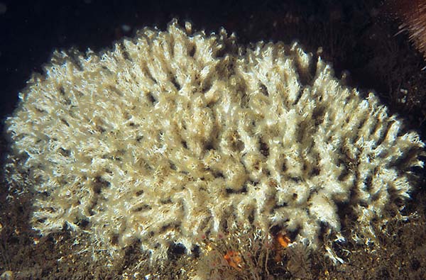 Salmacina dysteri or Filograna implexa - Worms (from various groups)