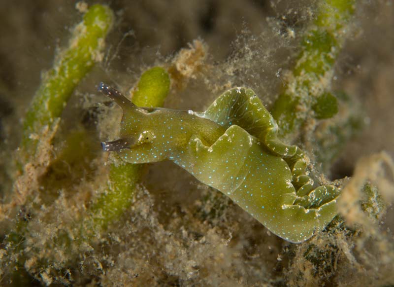 Elysia viridis - Sea Slugs & Sea Hares (Nudibranchs etc)