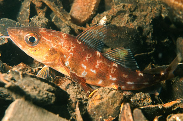 Gadus Morhua Juvenile