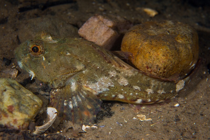 Taurulus bubalis - Fishes – bony and cartilagous (Pisces)