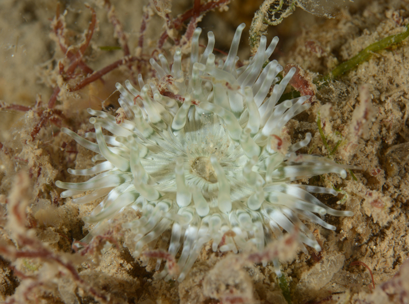 Sagartia troglodytes - Anemones (Anthozoa)