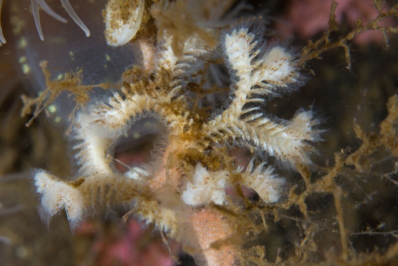 Exidmonea atlantica - Sea Mats (Bryozoa)