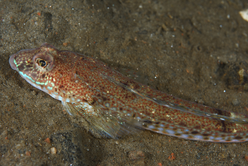 Callionymus maculatus - Fishes – bony and cartilagous (Pisces)