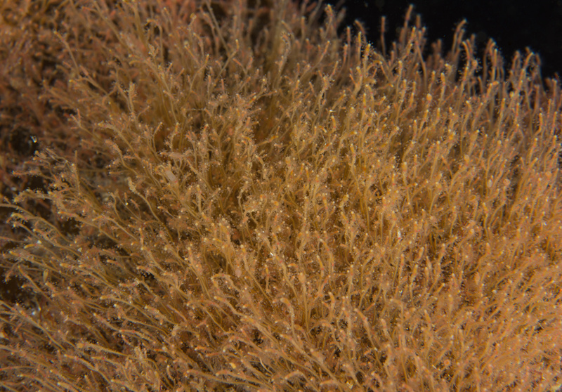 Coryne eximia - Sea Firs (Hydrozoa)