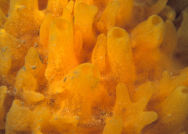 Polymastia boletiformis - Sponges (Porifera)