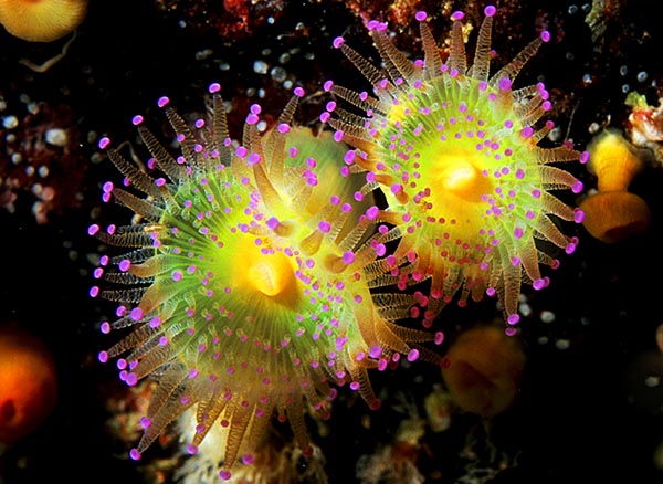 Corynactis viridis - Anemones (Anthozoa)