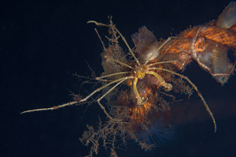 Macropodia rostrata TBC - Crabs, Lobsters, Shrimps & Prawns etc (Crustacea)
