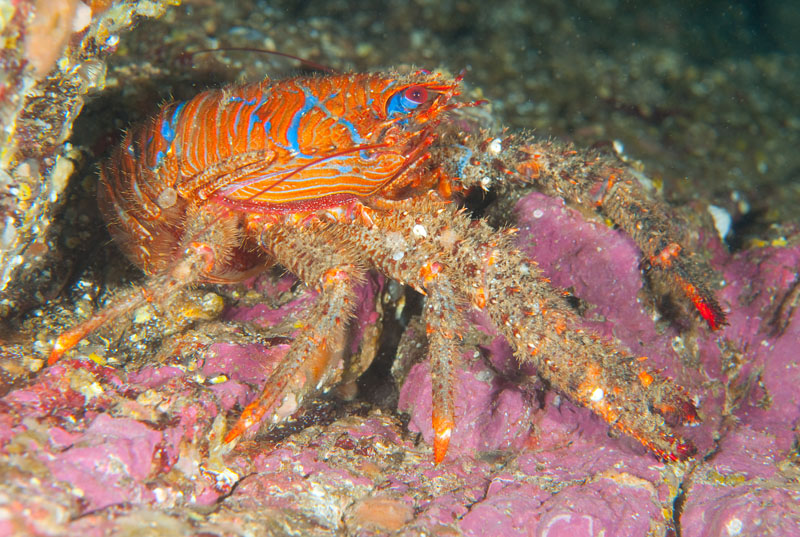 Galathea strigosa - Crabs, Lobsters, Shrimps & Prawns etc (Crustacea)