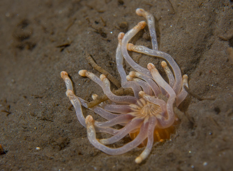 Anemonactis mazeli - Anemones (Anthozoa)