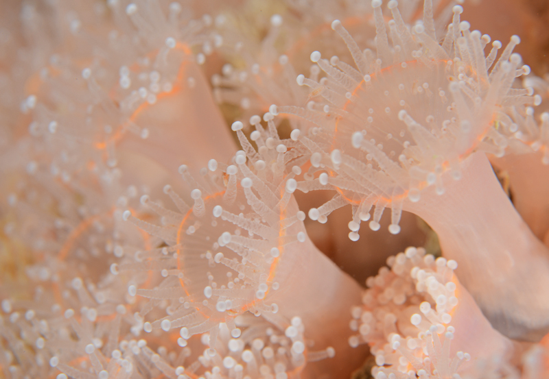 Corynactis viridis - Anemones (Anthozoa)