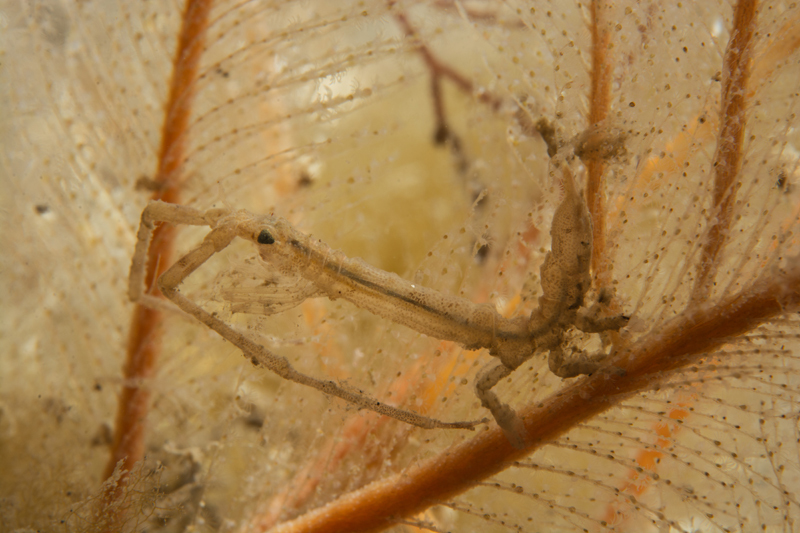 Astacilla longicornis - Crabs, Lobsters, Shrimps & Prawns etc (Crustacea)