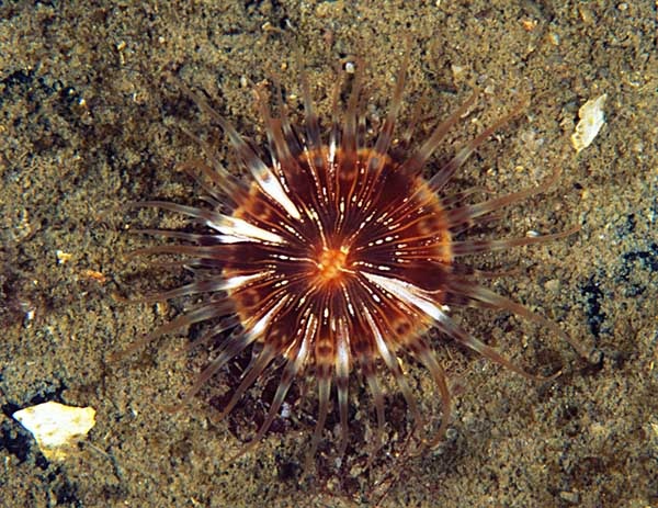 Hormathia coronata - Anemones (Anthozoa)