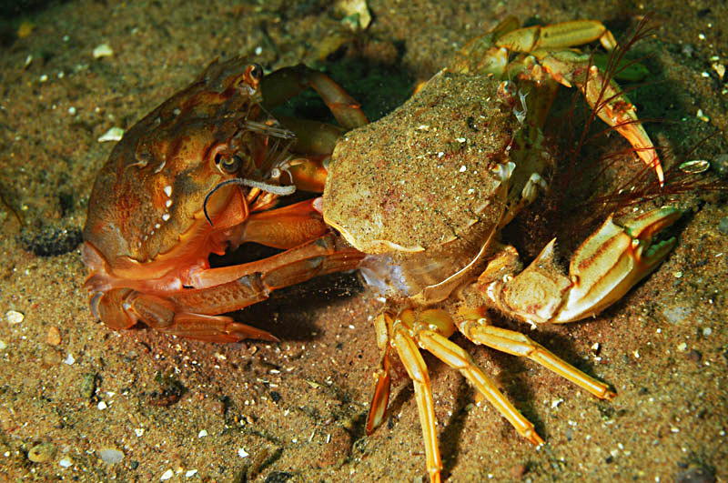 Liocarcinus depurator moulting e - Behaviour observations
