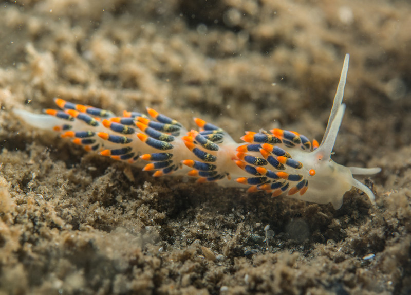Trinchesia cuanensis - Sea Slugs & Sea Hares (Nudibranchs etc)