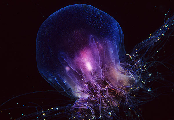 Cyanea lamarcki - Jellyfish and 'jelly-like' animals