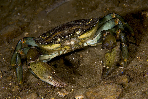 Carcinus maenas - Crabs, Lobsters, Shrimps & Prawns etc (Crustacea)