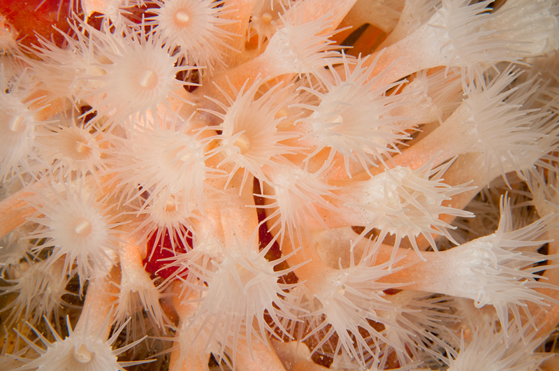 Parazoanthus anguicomus - Anemones (Anthozoa)