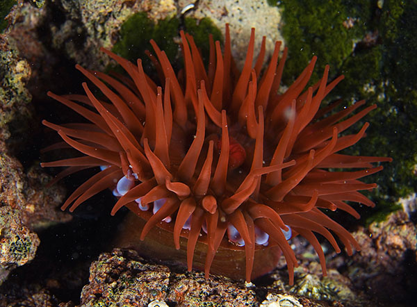 Actinia equina - Anemones (Anthozoa)
