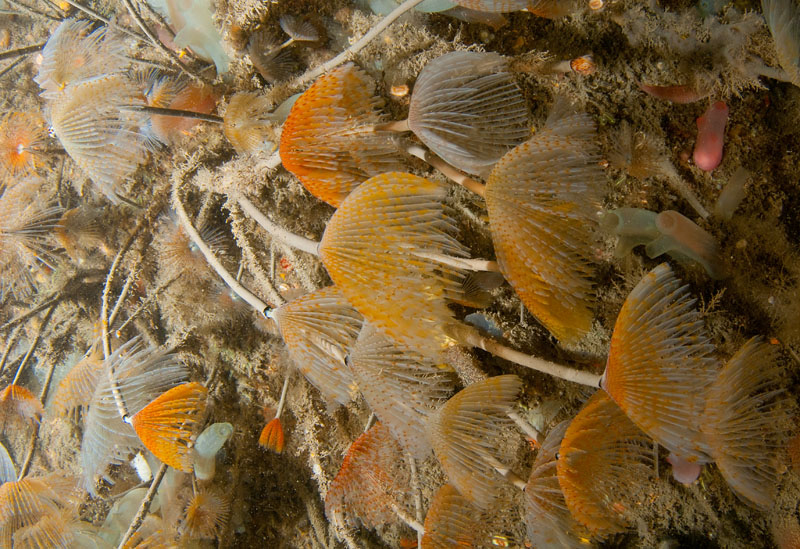 Scottish sea loch - Habitat Scenes