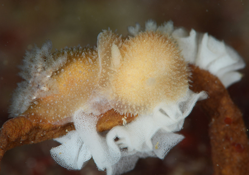 Acanthodoris pilosa - Sea Slugs & Sea Hares (Nudibranchs etc)