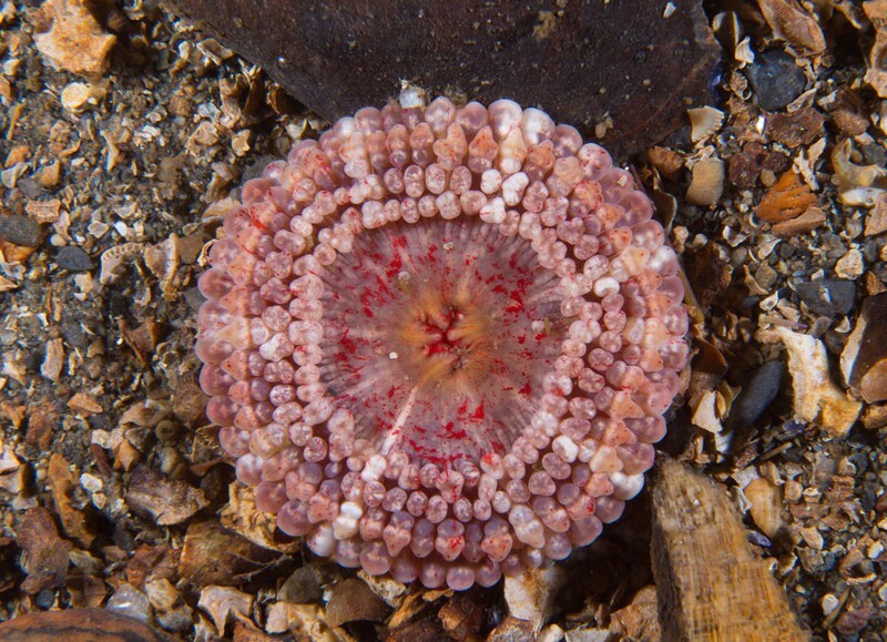Capnea sanguinea - Anemones (Anthozoa)