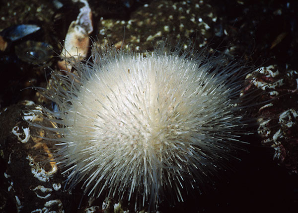 Echinus esculentus albino? - Sea Urchins (Echinodermata)