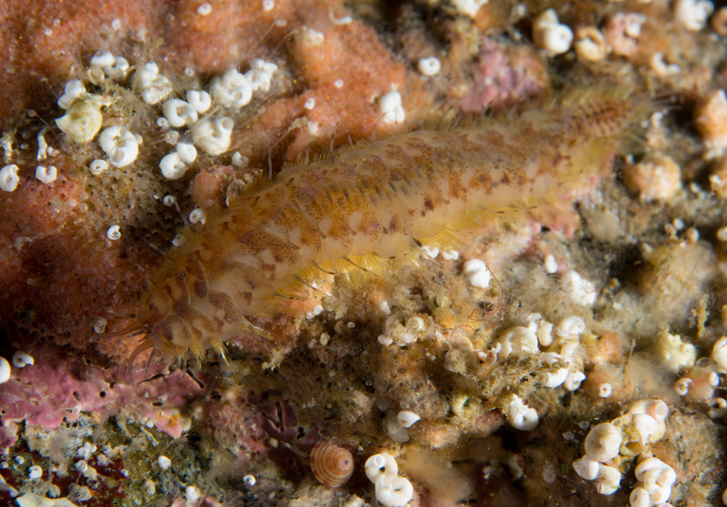 Gattyana cirrosa - Worms (from various groups)