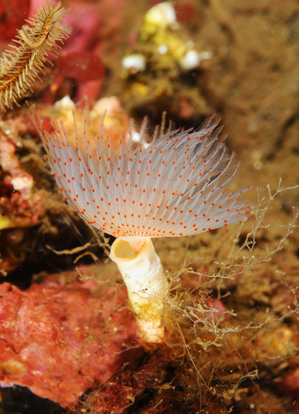 Protula tubularia - Worms (from various groups)