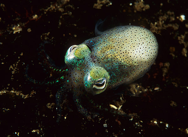 Sepiola atlantica - Octopus, Squid & Cuttlefish (Cephalopoda)