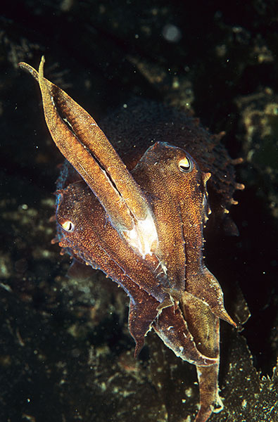 Sepia officinalis defensive posture - Octopus, Squid & Cuttlefish (Cephalopoda)