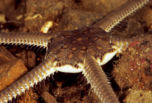 Ophiura ophiura detail - Starfish (Echinodermata)