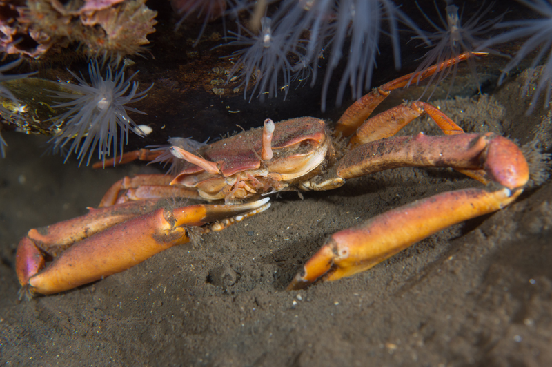 Goneplax rhomboides - Crabs, Lobsters, Shrimps & Prawns etc (Crustacea)