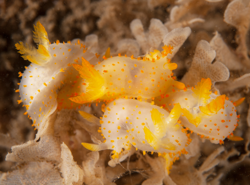 Crimora papillata group - Sea Slugs & Sea Hares (Nudibranchs etc)