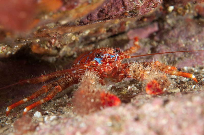 Galathea strigosa - Crabs, Lobsters, Shrimps & Prawns etc (Crustacea)