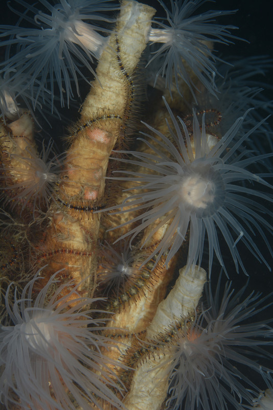 Chaetopterus variopedatus (worm not visible) - Worms (from various groups)