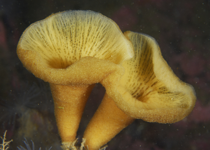 Haliclona urceolus - Sponges (Porifera)