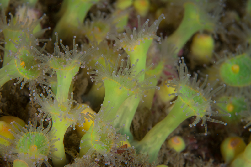 Corynactis viridis - Anemones (Anthozoa)
