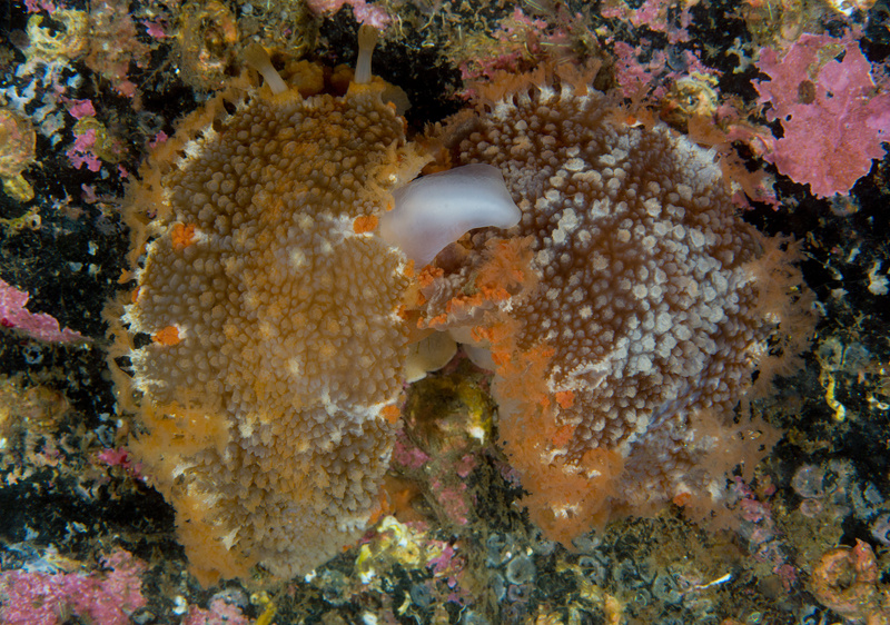 Tritonia hombergii mating - Sea Slugs & Sea Hares (Nudibranchs etc)