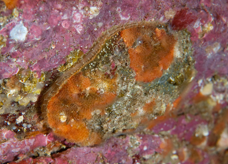 Novocrania anomala (TBC) - Sea Snails, Bivalves & Lamp Shells (Mollusca etc)