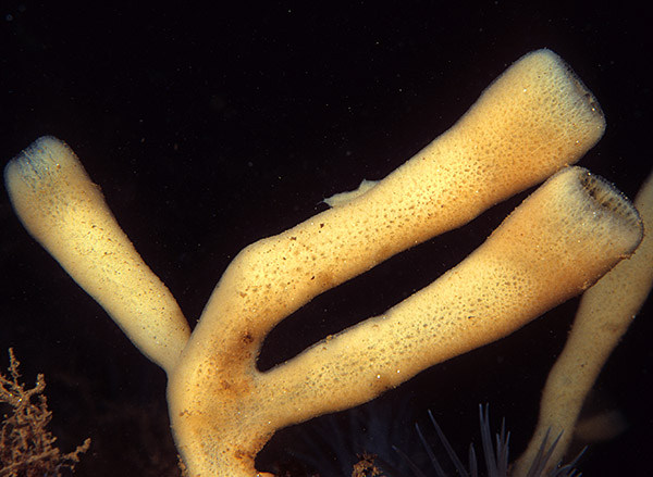 Haliclona urceolus - Sponges (Porifera)