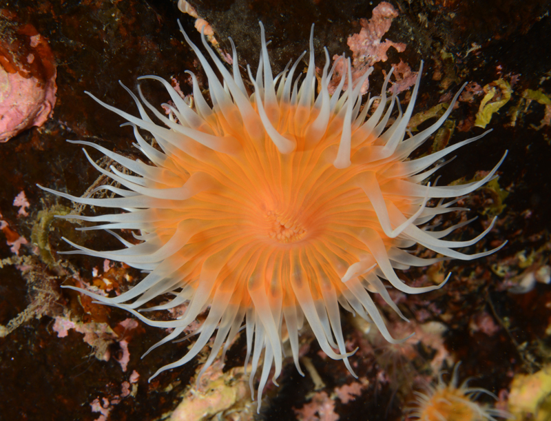 Sagartia elegans venusta - Anemones (Anthozoa)
