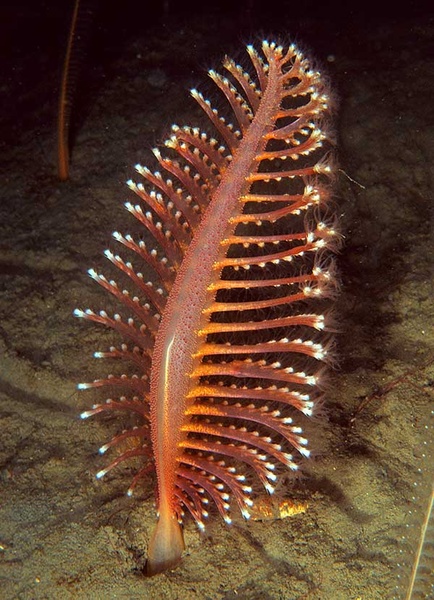Pennatula phosphorea - Corals (Anthozoa)