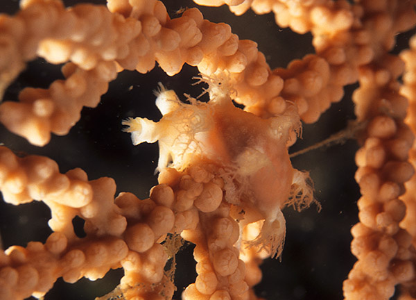 Duvaucelia odhneri - Sea Slugs & Sea Hares (Nudibranchs etc)